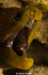 Undulated Moray. Gymnothonax undulatus by Marko Perisic 